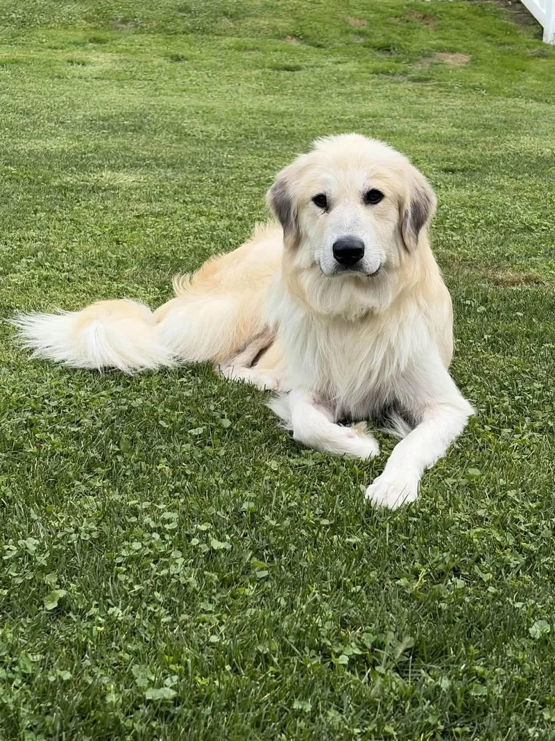 A young large-sized female Great Pyrenees dog named Penny for adoption in Cowlesville, NY