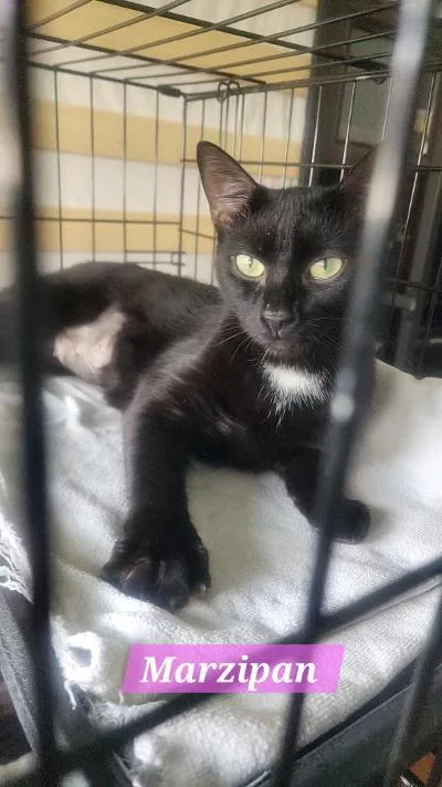 A young medium-sized female Black Domestic Short Hair cat named Marzipan for adoption in Mokena, IL