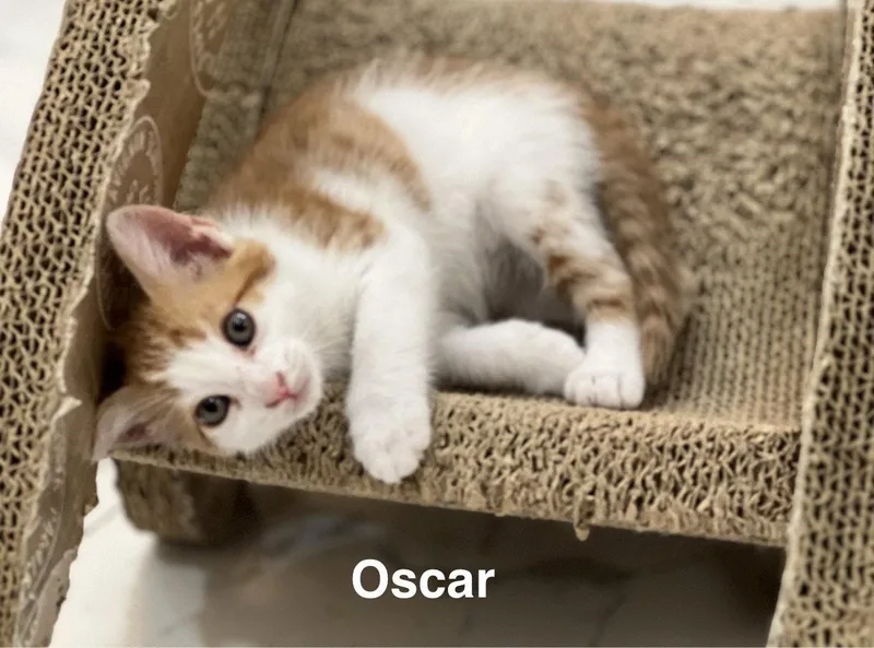 Oscar ..