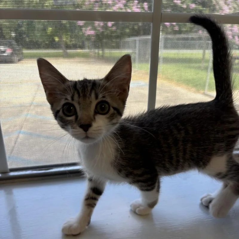 A baby small-sized male Gray / Blue / Silver Domestic Short Hair cat named Stink Bug for adoption in Carencro, LA