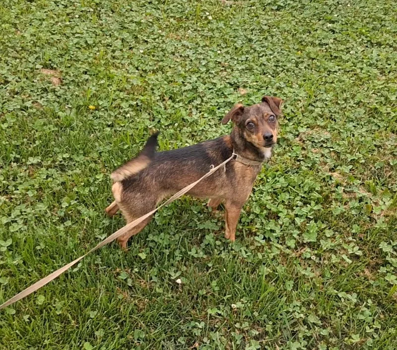 An adult small-sized male Chihuahua dog named Biscuit for adoption in Hillsboro, MO
