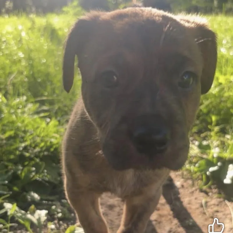 A baby small-sized male Brown / Chocolate Mountain Cur dog named Little Duke for adoption in Spring Hill, KS