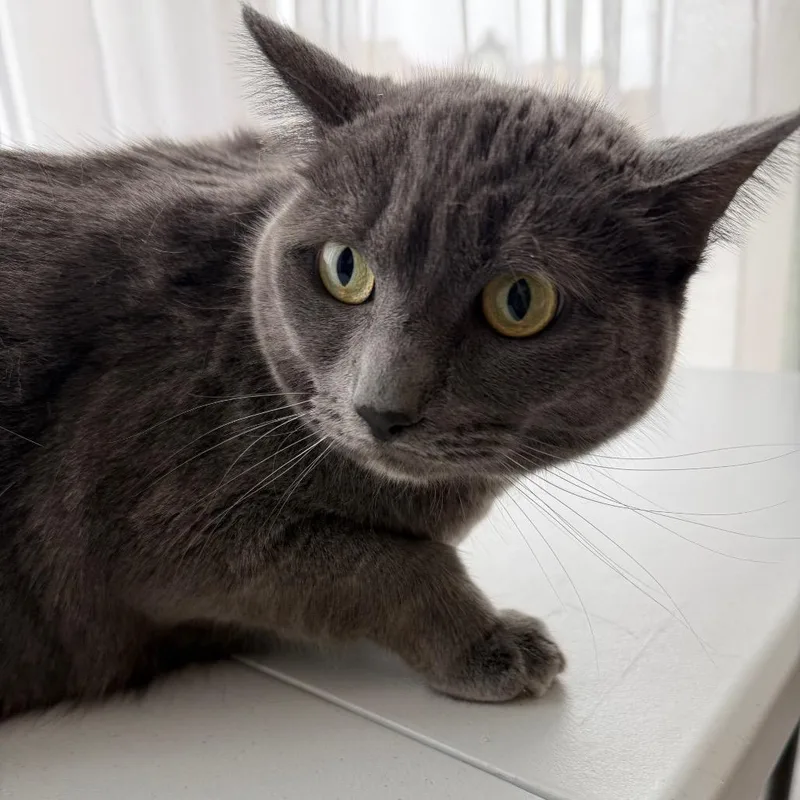 Twix Returns thumbnail 2