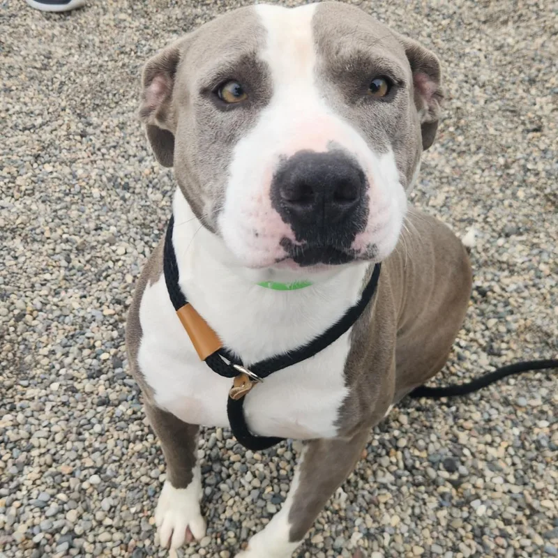 An adult large-sized male Pit Bull Terrier dog named Fido for adoption in Fort Wayne, IN