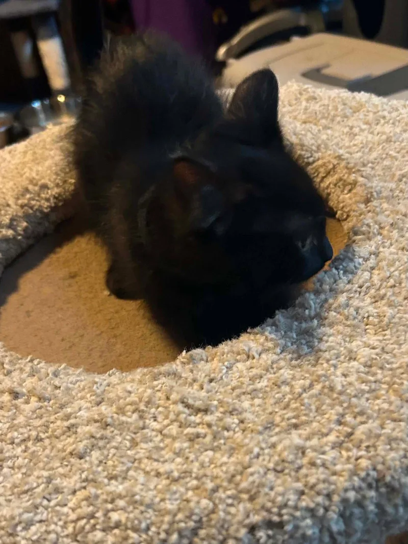 A baby medium-sized male Black Domestic Short Hair cat named Tom for adoption in hinckley, IL