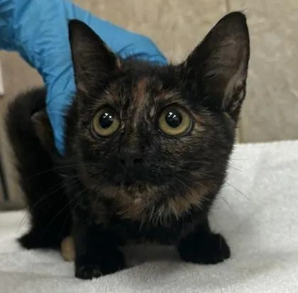 A baby small-sized female Domestic Short Hair cat named Narcissa for adoption in Honolulu, HI