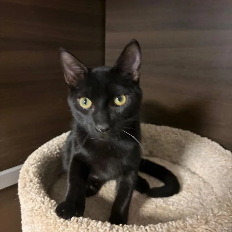 A baby medium-sized male Black Domestic Short Hair cat named Ragu for adoption in Hamburg, NY
