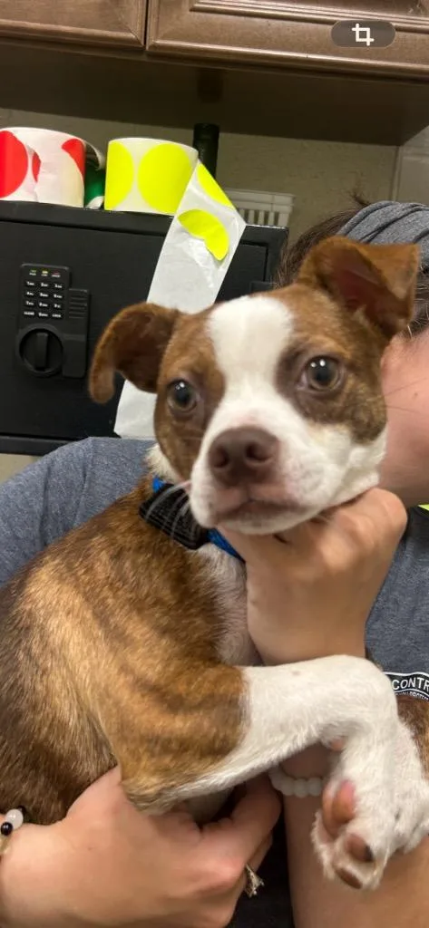 A young medium-sized female Terrier dog named Stacey for adoption in Winder, GA