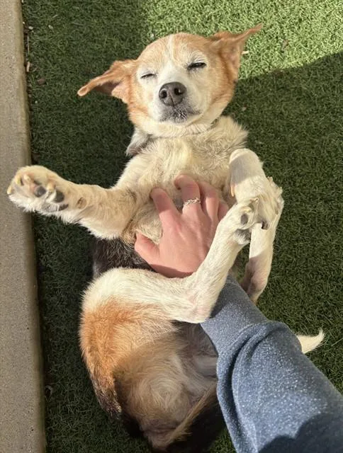 A senior small-sized male Beagle dog named Joey for adoption in Olivette, MO