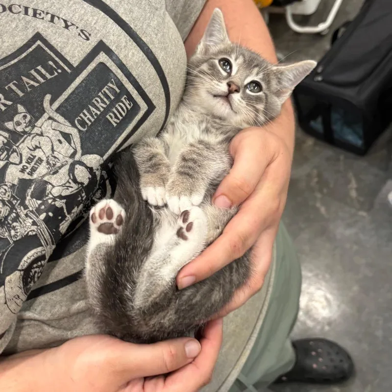 A baby small-sized male Gray / Blue / Silver Domestic Short Hair cat named Homer for adoption in Fairmont, WV