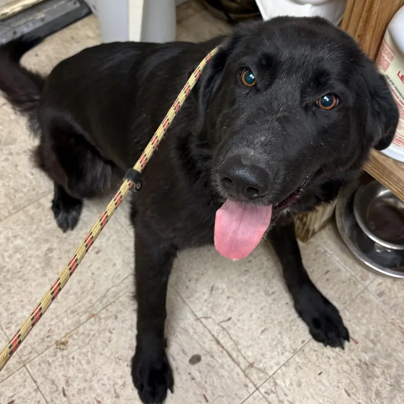 An adult large-sized female Black German Shepherd Dog dog named Poppy for adoption in Normal, IL