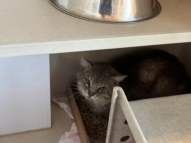 An adult small-sized male Domestic Short Hair cat named Sugar Donut for adoption in Loveland, CO