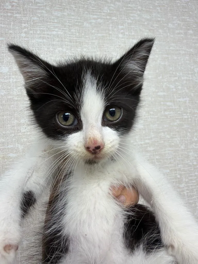 A baby medium-sized male Domestic Short Hair cat named Ace for adoption in Pomona, NY