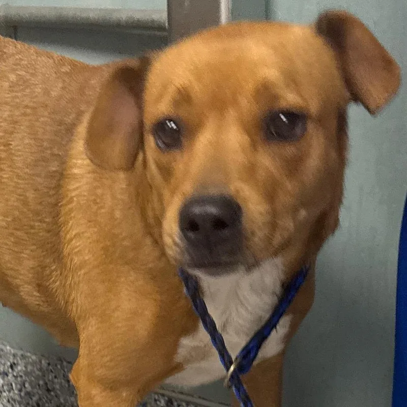 An adult medium-sized female Brown / Chocolate Labrador Retriever dog named Willow for adoption in Greenville, SC