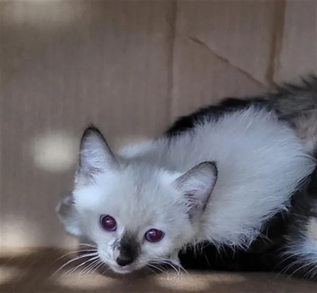 A baby medium-sized female Domestic Medium Hair cat named Ines for adoption in Dallas, TX