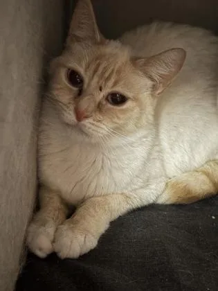 An adult small-sized female Domestic Short Hair cat named Mara for adoption in West Chester, PA