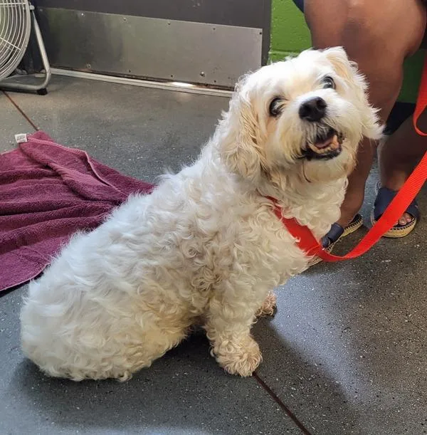 A senior small-sized male Lhasa Apso dog named Vc for adoption in Lawrenceville, GA