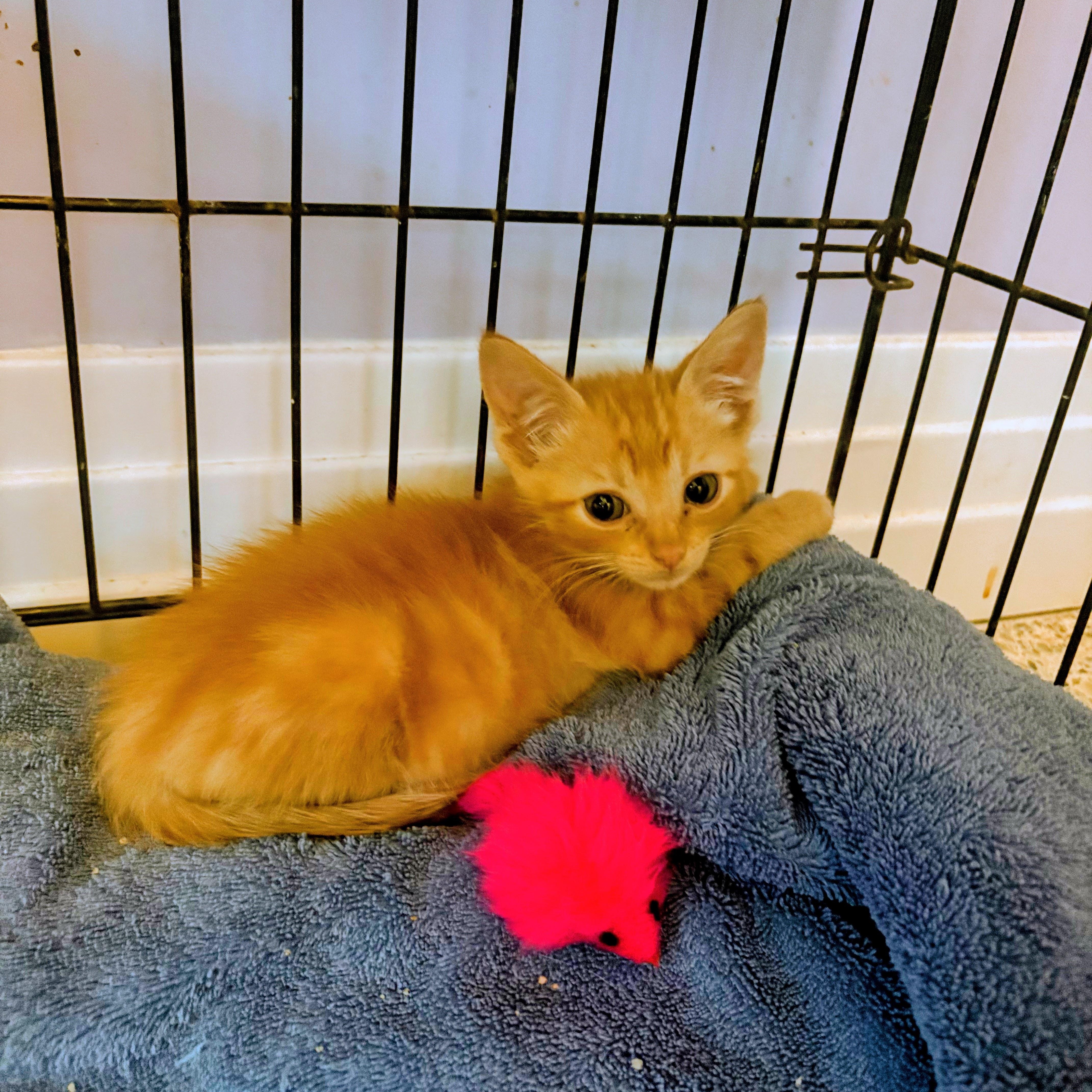 A baby medium-sized male Tabby (Orange / Red) Domestic Short Hair cat named Rocky for adoption in Saint Pete Beach, FL