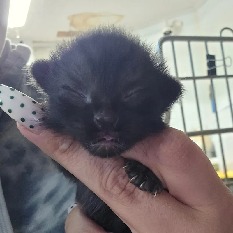 A baby small-sized male Black Domestic Short Hair cat named Pesto for adoption in Hanna City, IL