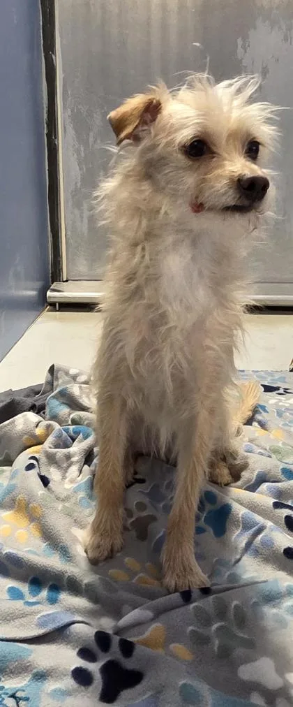 An adult small-sized male Yellow / Tan / Blond / Fawn Chihuahua dog named Leo for adoption in El Paso, TX