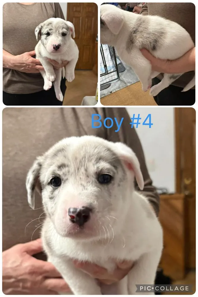 A baby medium-sized male Bicolor Catahoula Leopard Dog dog named Patrick for adoption in Naperville, IL