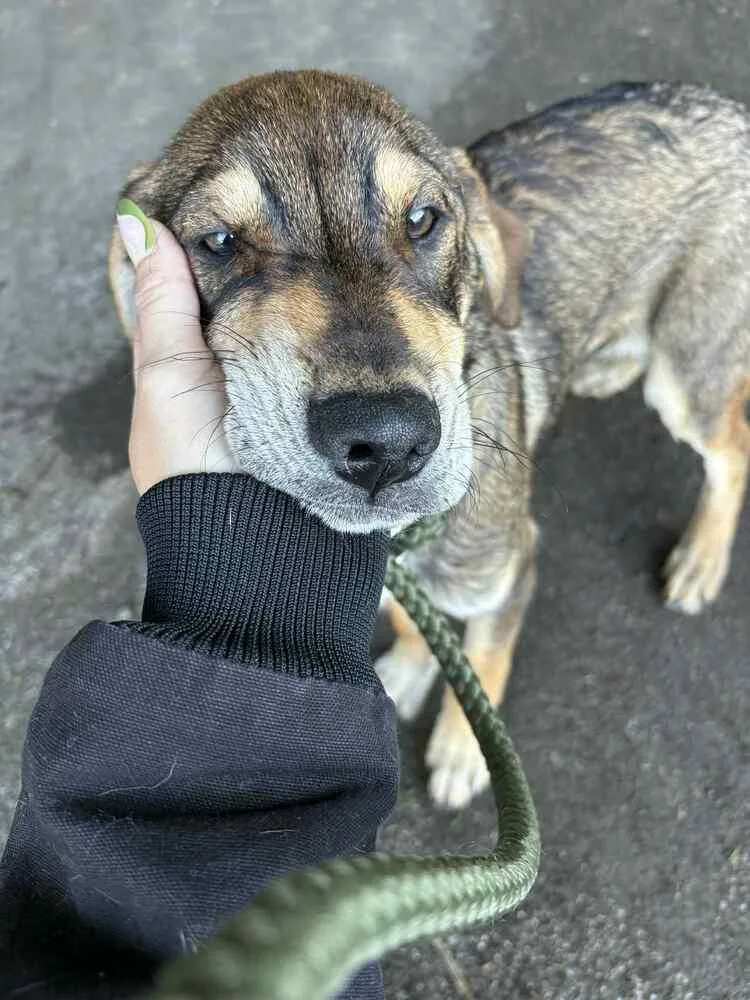 Mutt & Jeff : thumbnail 2