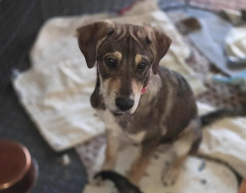 Mutt & Jeff : thumbnail 3