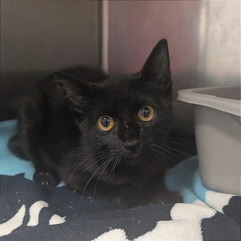 A baby small-sized male Black Domestic Short Hair cat named Element for adoption in Bryan, TX