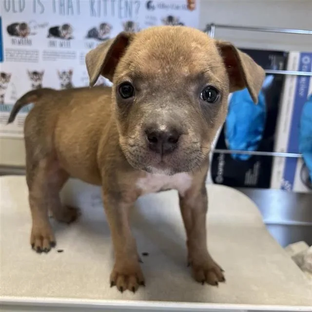 A baby small-sized female Terrier dog named Charlotte for adoption in San Antonio, TX