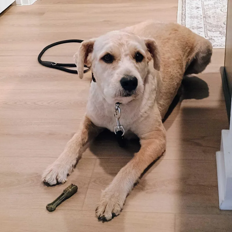 A young large-sized male Poodle dog named Biggie Charlie for adoption in Garland, TX
