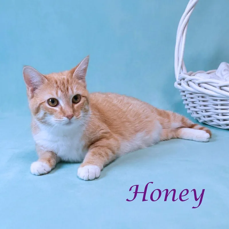 Honey C