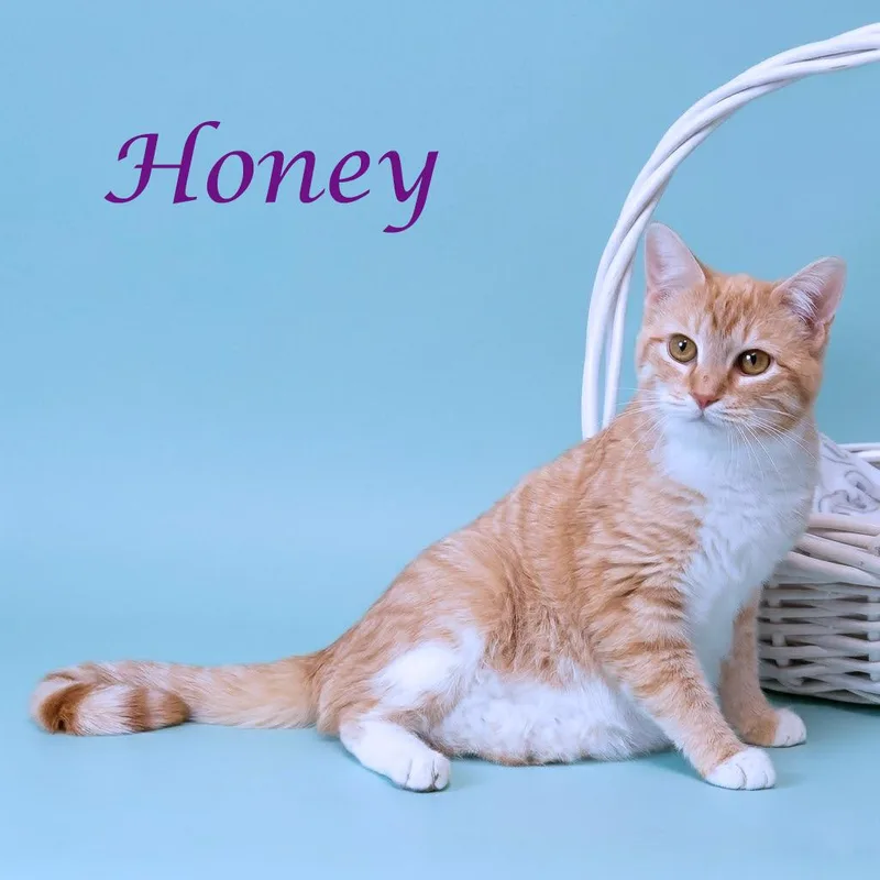 Honey C thumbnail 2