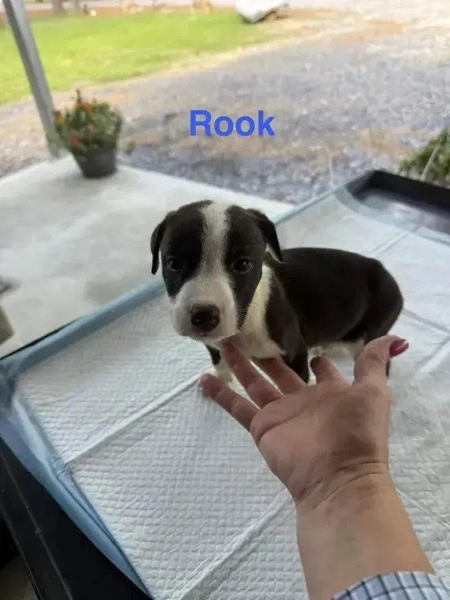 Rook thumbnail 3