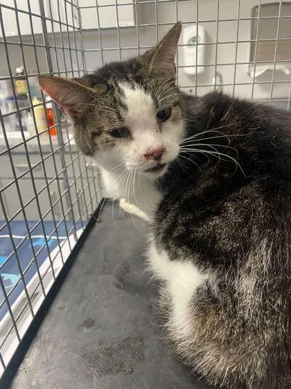 An adult large-sized male Domestic Short Hair cat named Vlassic for adoption in Sevierville, TN