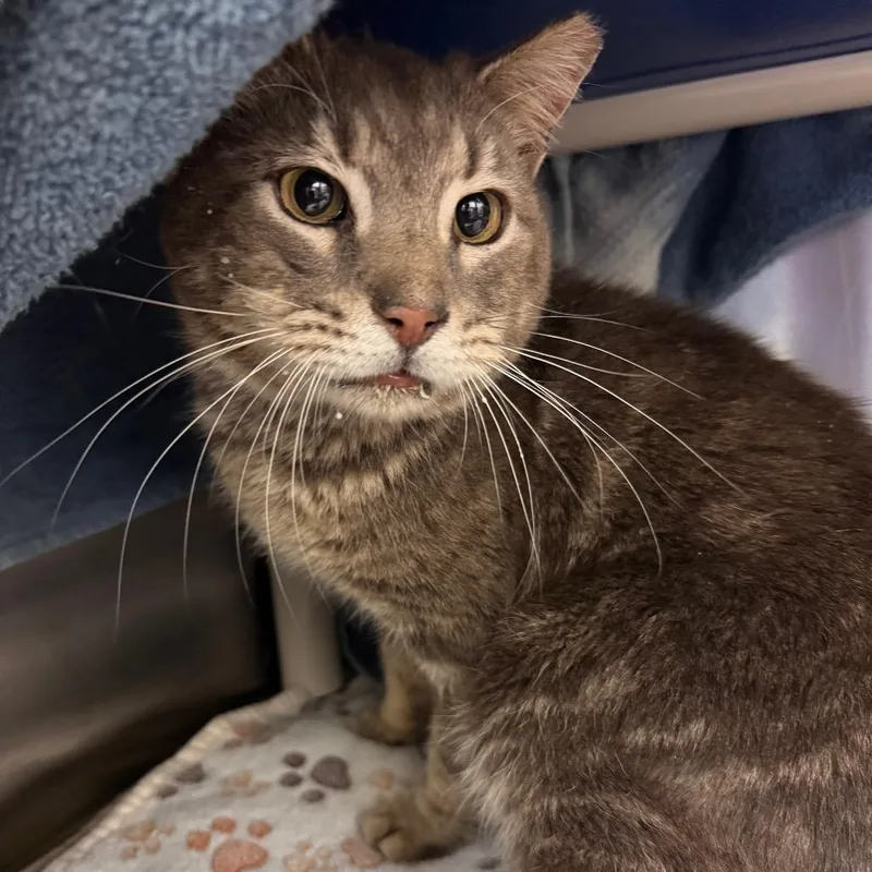 An adult medium-sized male Gray / Blue / Silver Domestic Short Hair cat named Archie for adoption in Lynchburg, VA