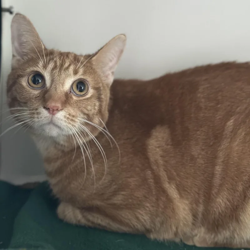 Speed Racer thumbnail 2