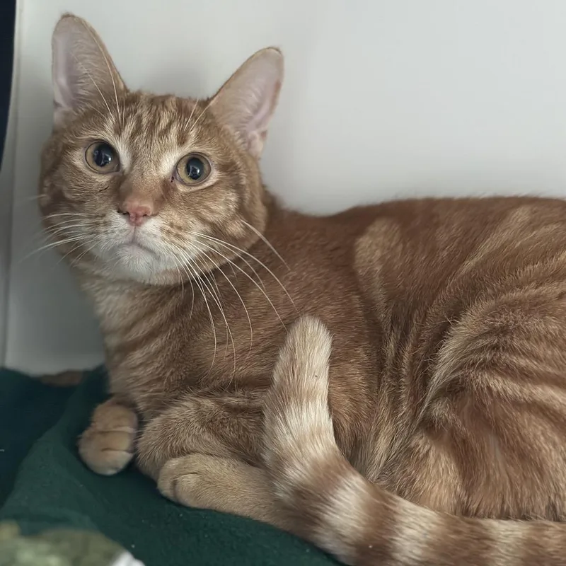 Speed Racer thumbnail 3