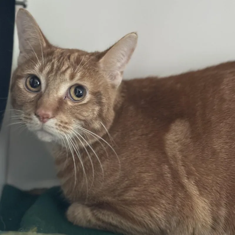 Speed Racer thumbnail 4