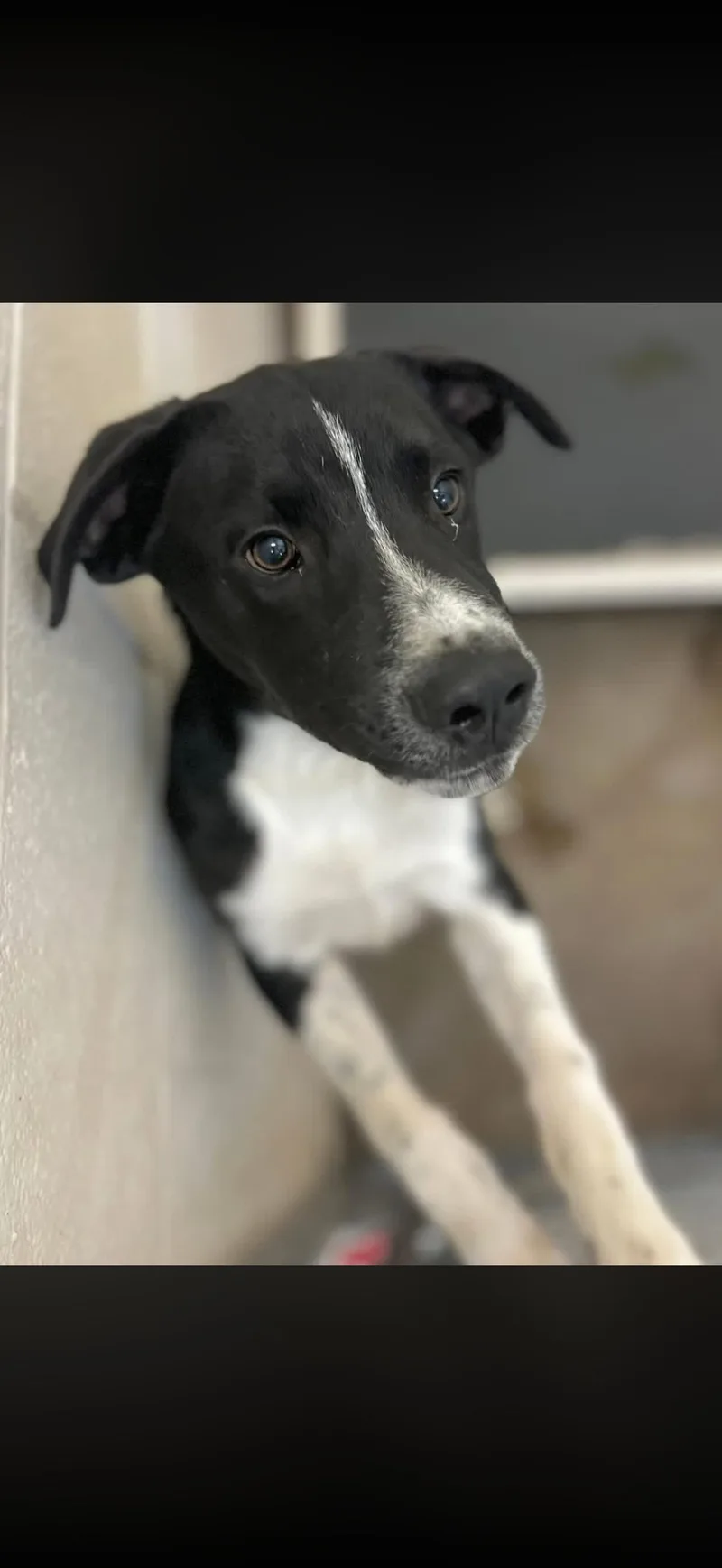 A young large-sized male Black Labrador Retriever dog named Milkey Way for adoption in Sherman, TX