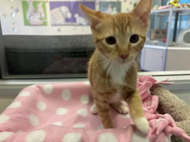 A baby small-sized female Domestic Short Hair cat named Apricot for adoption in Santa Clara, CA