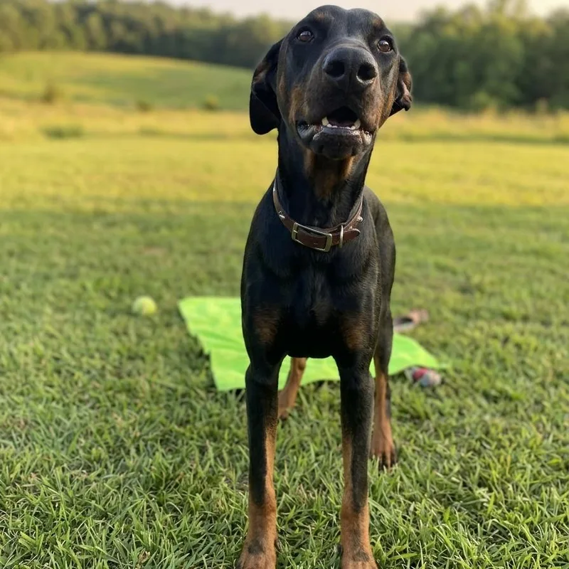 Bruno