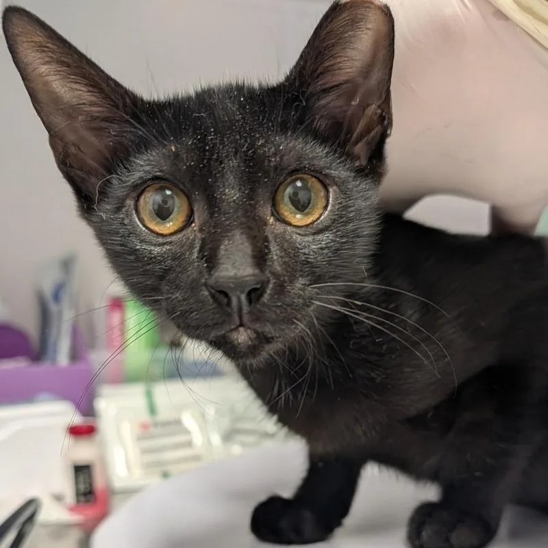 A baby small-sized female Black Domestic Short Hair cat named Laverne for adoption in Clearwater, FL