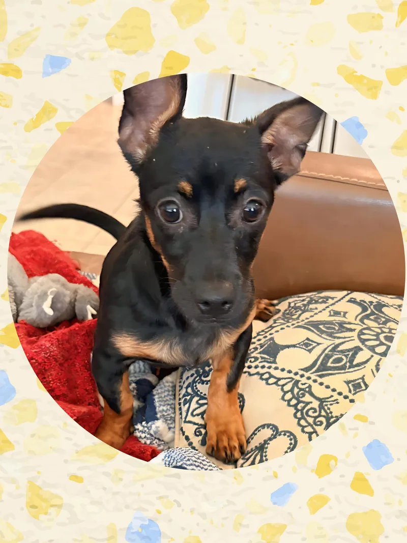 A young small-sized male Bicolor Chiweenie dog named CHESTER Chiweenie for adoption in Queen Creek, AZ