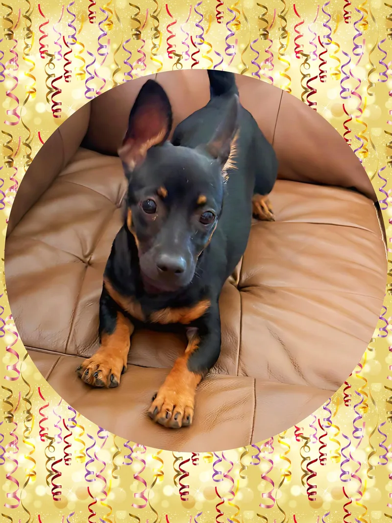 CHESTER Chiweenie thumbnail 2