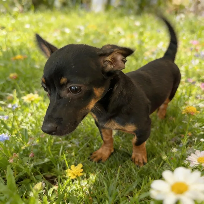 CHESTER Chiweenie thumbnail 4
