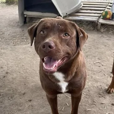 An adult large-sized male Brown / Chocolate Labrador Retriever dog named Scoobs for adoption in Columbia, SC