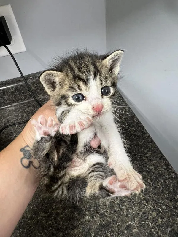 A baby small-sized male Domestic Short Hair cat named Broccoli for adoption in Morristown, TN