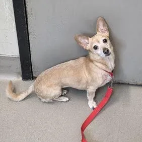 A senior small-sized female Yellow / Tan / Blond / Fawn Chihuahua dog named Khloe for adoption in Ramona, CA