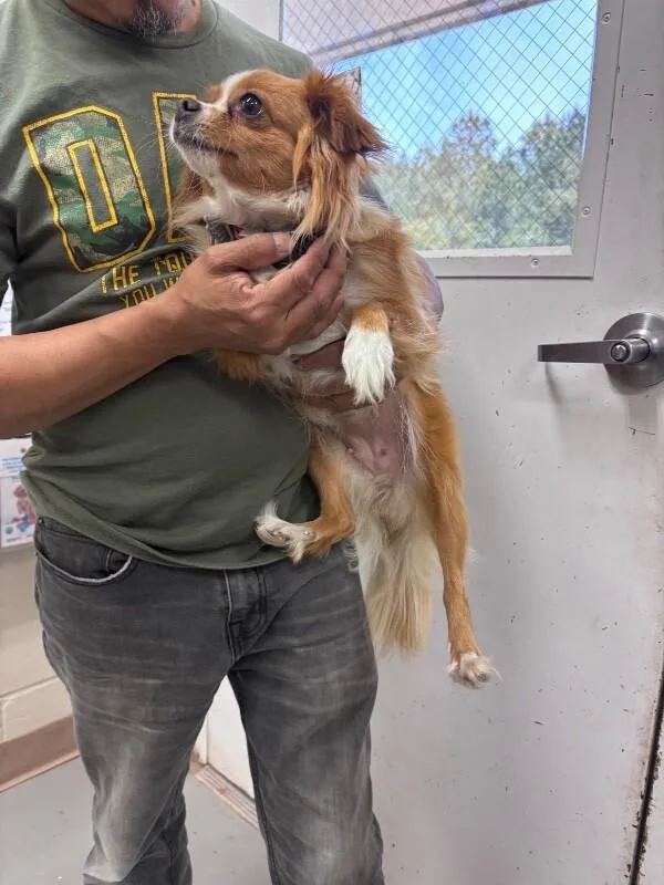 An adult medium-sized female Brown / Chocolate Chihuahua dog named Fluffy for adoption in Burgaw, NC