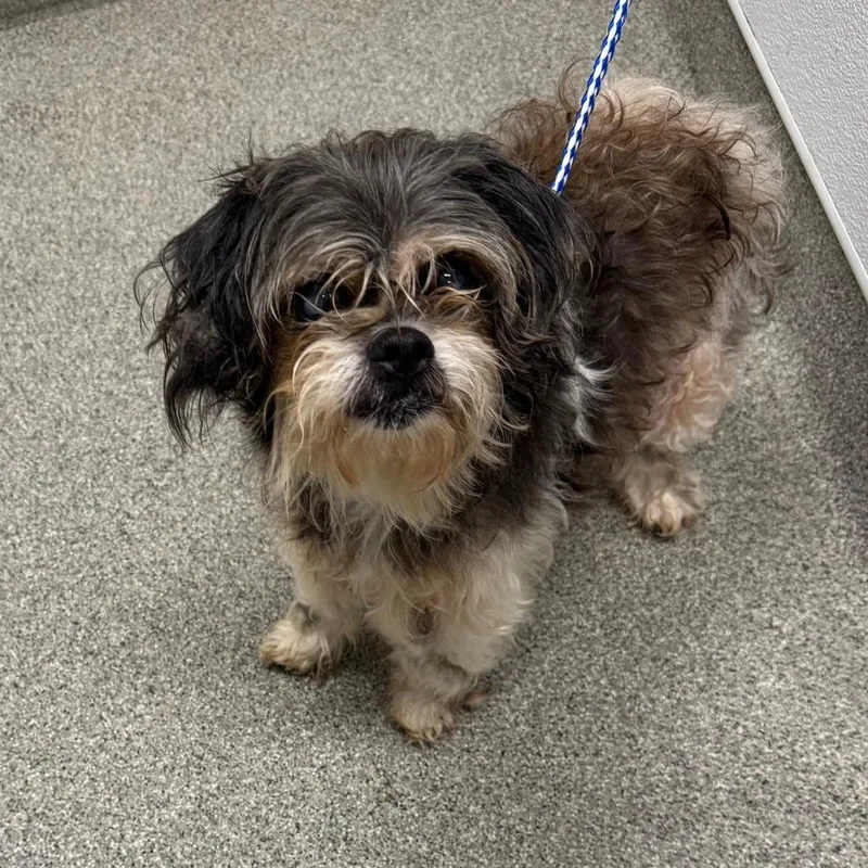 A senior small-sized female Shih Tzu dog named Dorothy for adoption in Palatine, IL